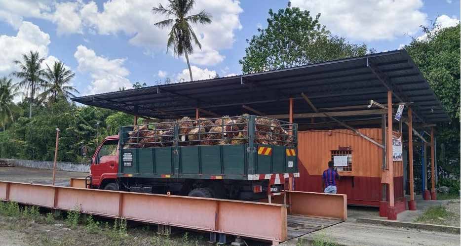 Harvest Palm collection ramp