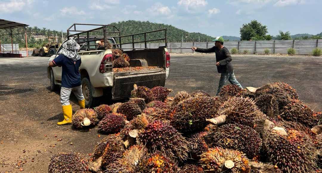 Harvest Palm sustainability operations