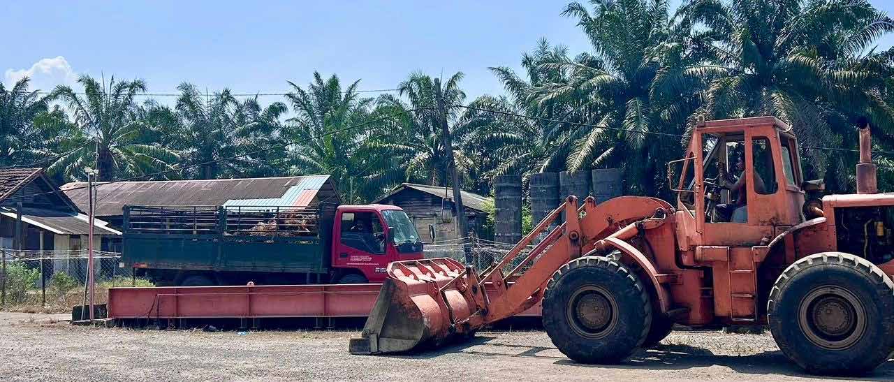 Palm oil mill operations