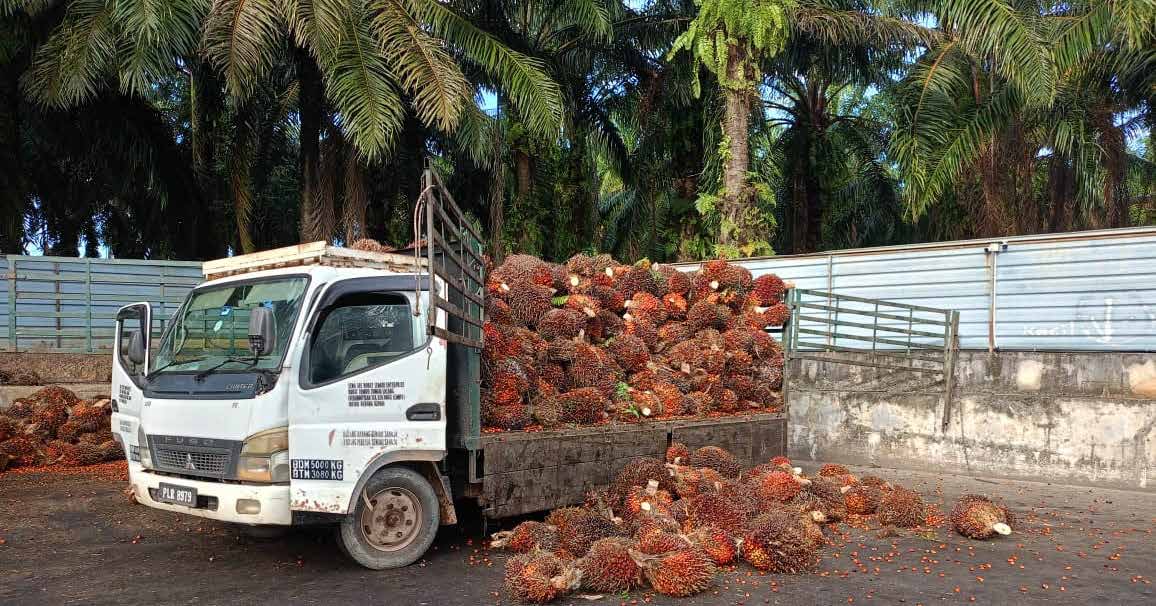 Palm oil operations